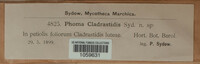Phoma cladrastidis image